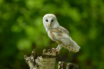 Face to face with Barn owl Tyto alba