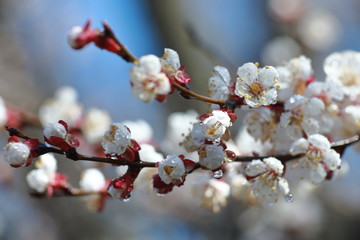 beautiful twigs of flowering trees in spring