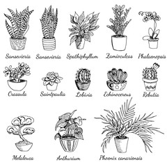 Collection of home plants with names. Hand drawn vector botanical illustration in sketch outline style. Sansevieria, spathiphyllum, zamioculcas, phalaenopsis, cactus, anthurium, phoenix plants. - obrazy, fototapety, plakaty