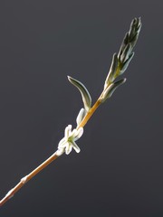 Flower of Haorthia first frooming