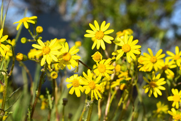 Wild yellow flowers from low point of view in the meadow.