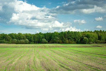 Fototapeta na wymiar Field with growing plants, forest on the horizon and clouds on the blue sky