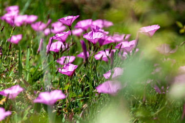 Fototapeta premium Glade of delicate purple flowers on a blurred green forest background.