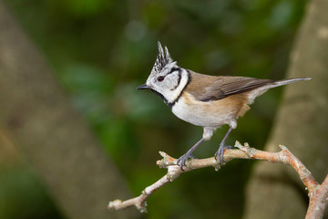 Herrerillo capuchino (Lophophanes cristatus), sobre la rama con fondo verde. 