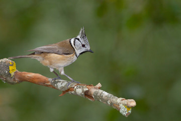 Herrerillo capuchino (Lophophanes cristatus), sobre la rama con fondo verde.