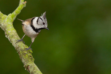 Herrerillo capuchino (Lophophanes cristatus), ave marrón y gris con cresta sobre fondo verde.