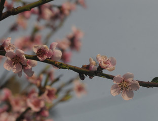 Flowering branch of a peach tree in April
