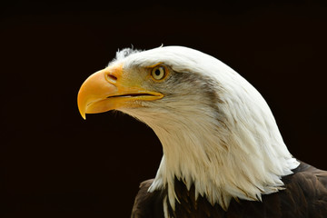The Bald eagle Haliaeetus leucocephalus portrait