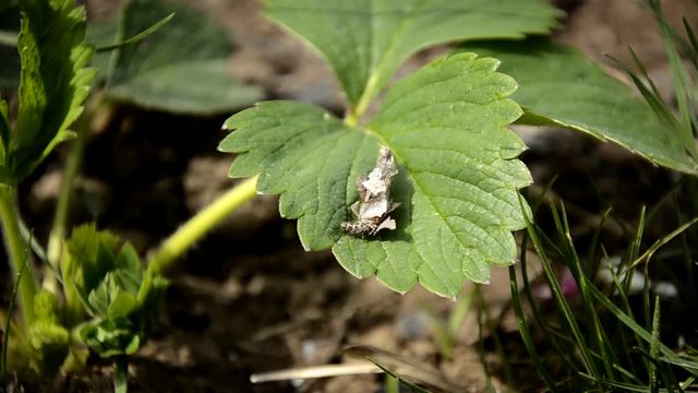 caterpillar Pandemis ribeana Huebner - Barred Fruit-tree Tortrix, which emerges from the twisted leaves and crawls on a green strawberry leaf. pest in the garden
