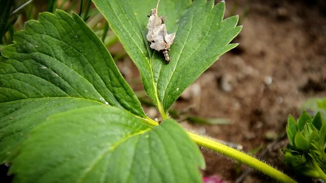 caterpillar Pandemis ribeana Huebner - Barred Fruit-tree Tortrix, which emerges from the twisted leaves and crawls on a green strawberry leaf. pest in the garden