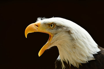 The Bald eagle Haliaeetus leucocephalus portrait