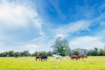 Fototapeta na wymiar Horses running freely in an open countryside field