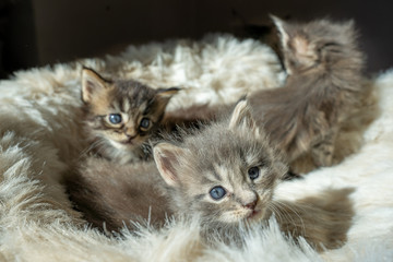 sweet maine coon kittens in different colors © Pascal
