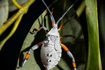 Eucalyptus Tip-wilter, Clown Bug also known as Amorbus robustus in its last instar.