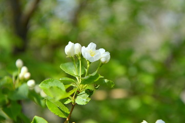 spring blooming tree. tree, green, leafing, flowers, blossom, spring, sun, warmth, spring weather, birds, sparrow