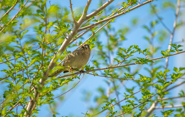 spring blooming tree. tree, green, leafing, flowers, blossom, spring, sun, warmth, spring weather, birds, sparrow