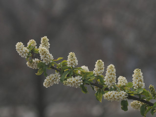 Bird cherry blossom on a branch with green leaf