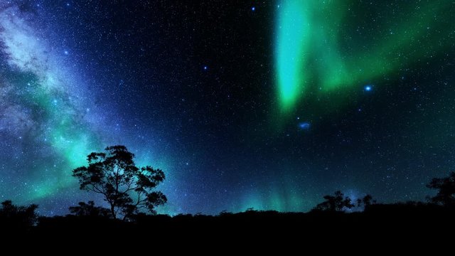 Tree silhouettes against northern lights timelapse and starry sky, 4K