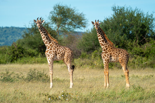 Two Masai giraffe calves mirror each other