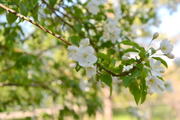 spring blooming tree. tree, green, leafing, flowers, blossom, spring, sun, warmth, spring weather, birds, sparrow