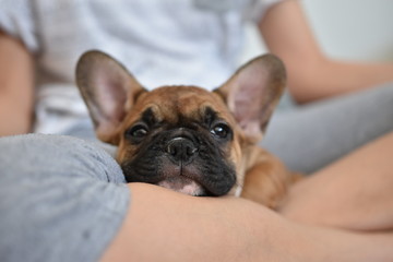 French Bulldog Puppy - obrazy, fototapety, plakaty