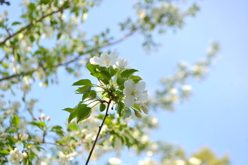 spring blooming tree. tree, green, leafing, flowers, blossom, spring, sun, warmth, spring weather, birds, sparrow