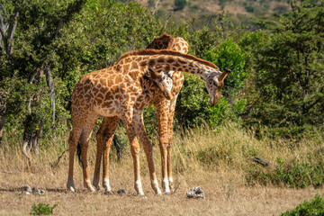 Naklejka na ściany i meble Two Masai giraffe neck in grassy clearing