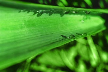 Macro photo of rain drops on green garden plant leaf after the rain. Tropical nature and summer...