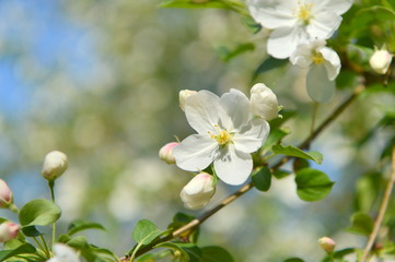 spring blooming tree. tree, green, leafing, flowers, blossom, spring, sun, warmth, spring weather, birds, sparrow