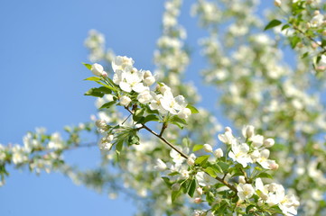 Obraz premium spring blooming tree. tree, green, leafing, flowers, blossom, spring, sun, warmth, spring weather, birds, sparrow