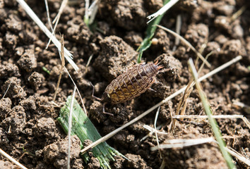 petit insecte dans la nature