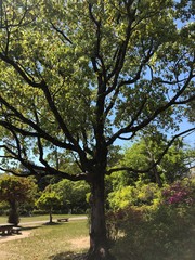 Obraz premium 公園