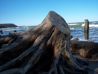 stump on the shore