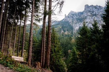 Black forest in bavarian landscape