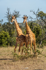 Two Masai giraffe stand in grassy clearing