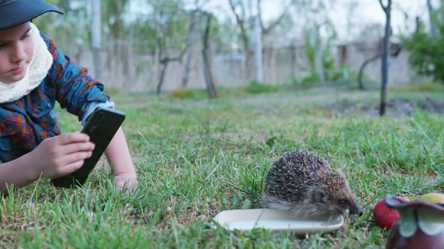 wildlife, a beautiful little boy in a hat takes a wild hedgehog on his mobile phone on a green lawn on a warm day