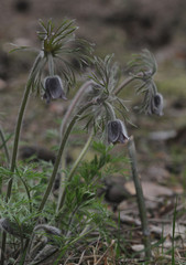 Spring flowers. The bush of the first spring flowers in the forest. Flowers dream grass. Primroses.