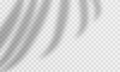 Palm shadow transparent overlay. Vector palm leaves overlay