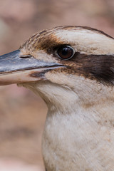 Close up laughing Kookaburra bird standing on a branch. Wild animal in Australia. 