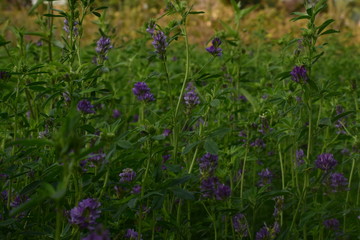 Medicago sativa, alfalfa, lucerne in bloom - close up. Alfalfa is the most cultivated forage legume in the world and has been used as an herbal medicine since ancient times.