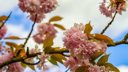 eine Kirschblüte an einem Baum
