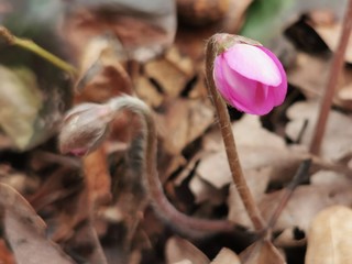 Pink spring's flowers, first flowers