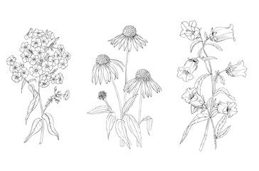 Phlox, of Echinacea and a bell black and white vector graphics - obrazy, fototapety, plakaty