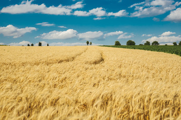 Golden wheat field and blue sky.