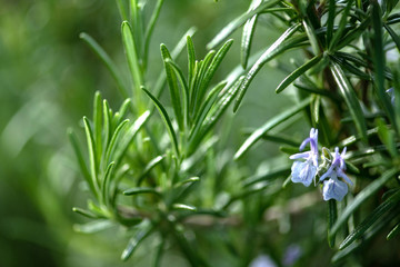 blühender Rosmarin im Garten ,nadelähnliche Blätter , Makroaufnahme und selektive Schärfe
