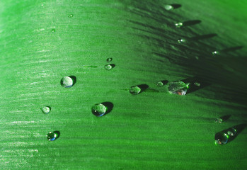 Macro photo of rain drops on green garden plant leaf after the rain. Tropical nature and summer...