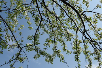 Pear flowering in spring