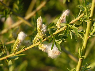 Willow Salix sp. fluffy female catkins with seeds in spring, blurred branches in the  background