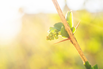 small green bunch on a branch. young berries on a branch.