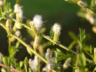 Willow Salix sp. fluffy female catkins with seeds in spring, green background
